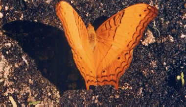 A shiny golden Butterfly..  species name: CRUISER - (Vindula erota)