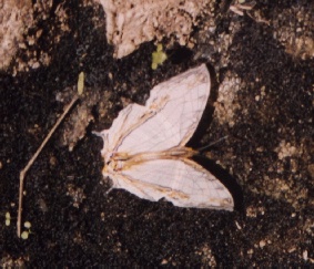  species name: COMMON MAP (Cyrestis thyodamas)