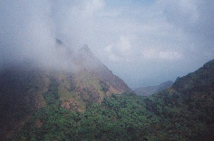 CloudForest.. view on the way to Chembra Peak.. halfway thru', we're at Cloud-level !..