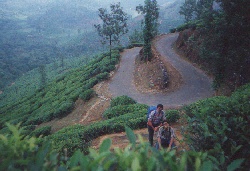 WindingRoad.. thru'  Tea estates on the way to Chembra Peak