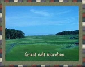 Salt marshes and boardwalk