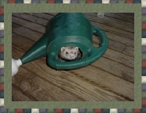 She'll never find me here!