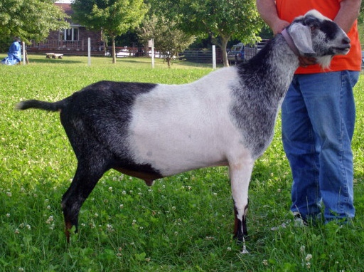 Sire @ 8yrs
