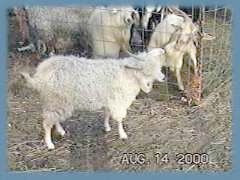 coo
