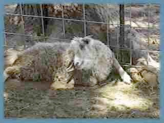 propped at fence