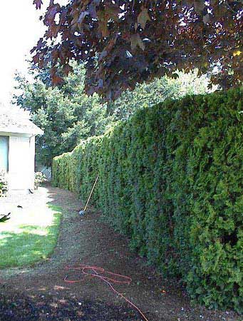 (The) Hedge (Outside The Library)