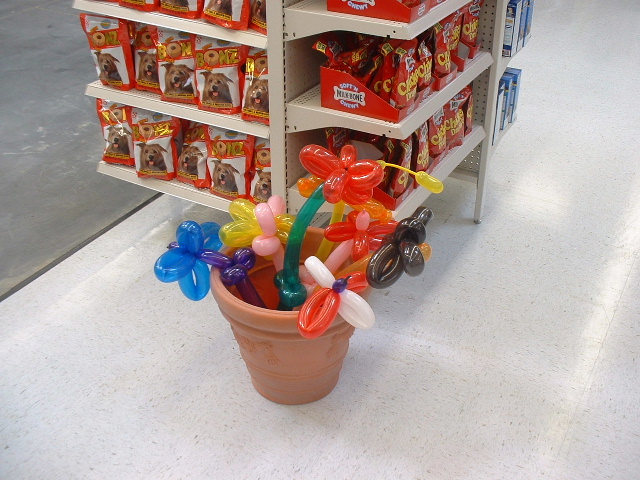Potted Flowers