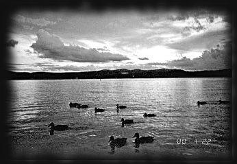 Ducks by side of lake