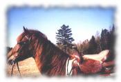 Picture of my horse Shadow