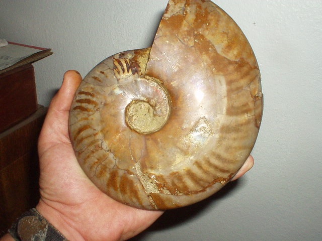 weighs over a kilo