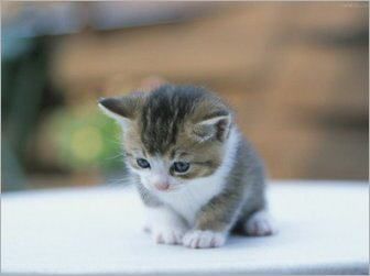 miau