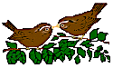 birdsbranch