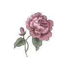 tinyrose