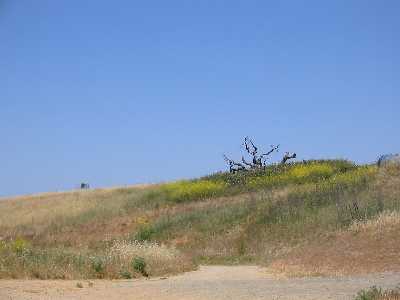 Dead tree