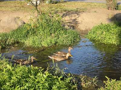 ducks