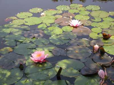 Lotuses