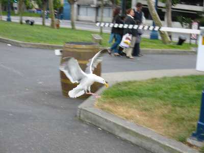 Flying bird
