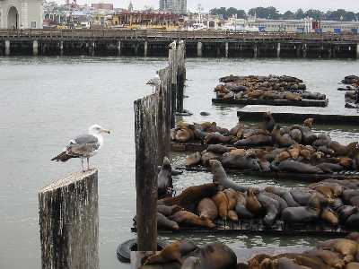 Sea lions
