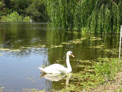 swan