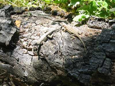 Lizards