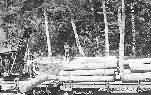 Loading or Unloading Logs