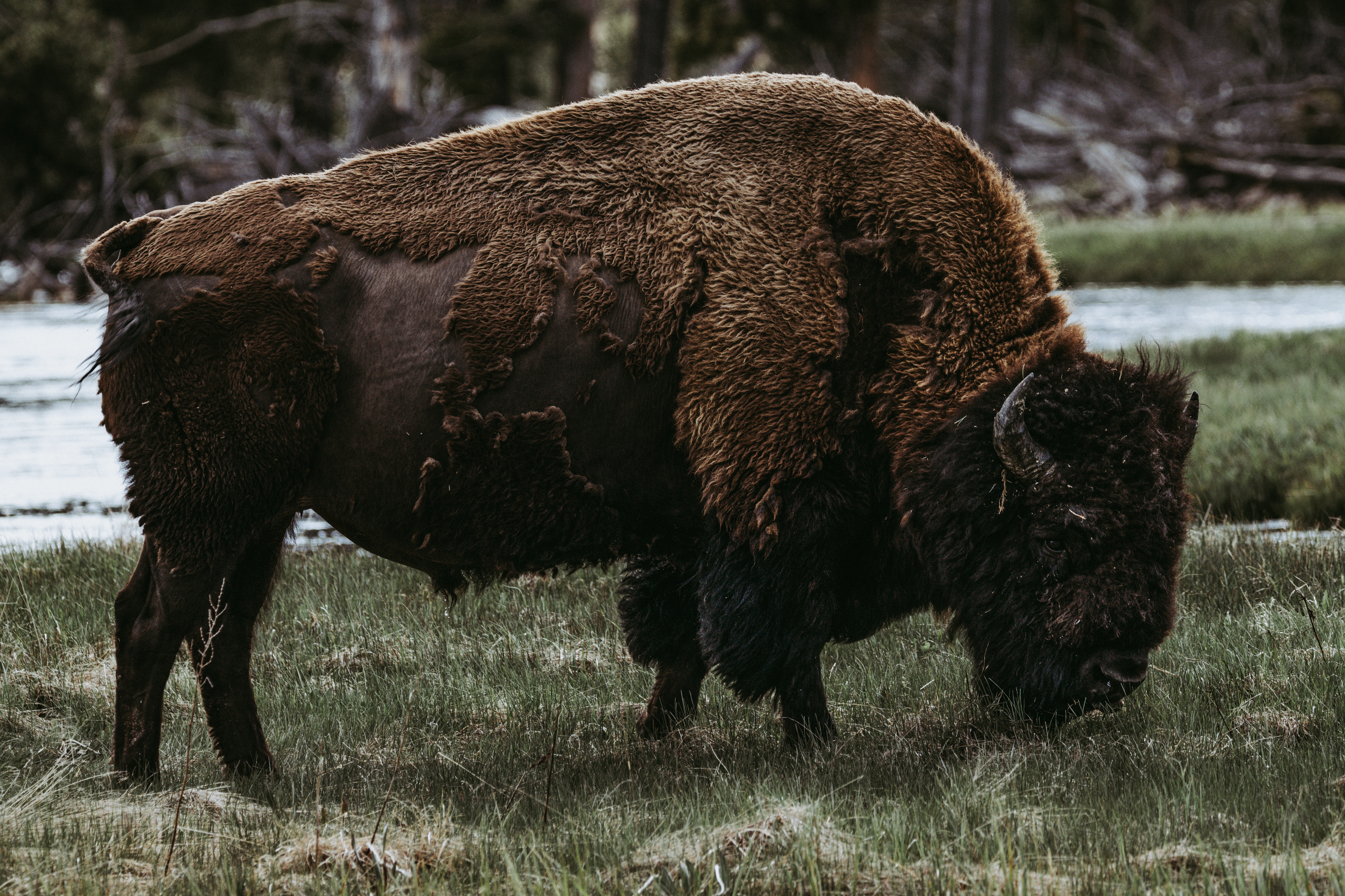 bison