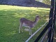 deer1.jpg