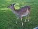 deer2.jpg