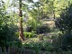 woods.jpg