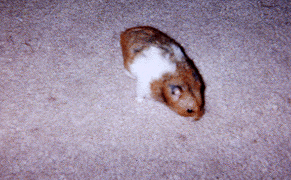 Little Mork