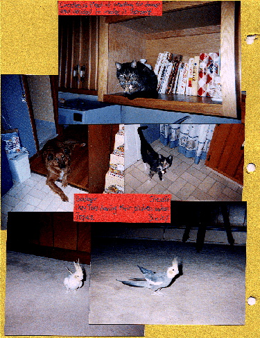 Cuddles, Dodger, Chessie, Topaz, Binky