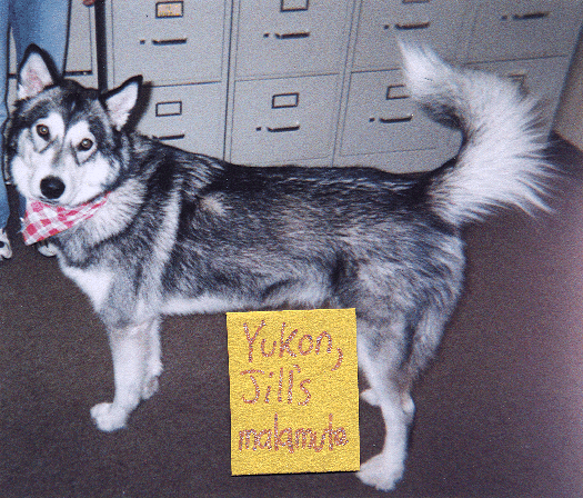 Yukon, Jill's malamute