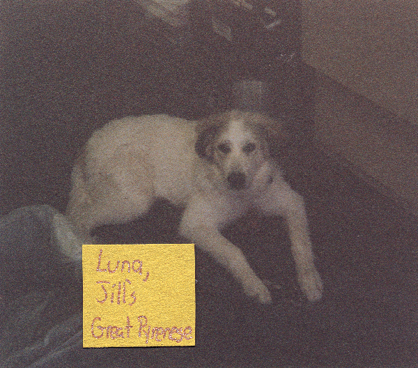 Luna, Jill's great pyrenese