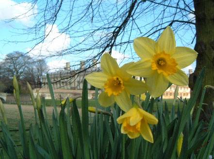 ���}���P 
Daffodils in full bloom