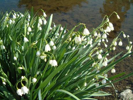 ���b�M�n�a��
May Lily