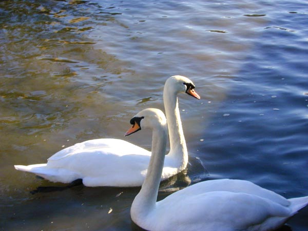 �d�e�W�����Z 
Swams swimming on the River Cam 