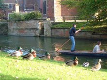�d�e�p�n
Ducklings on the bank of the River Cam