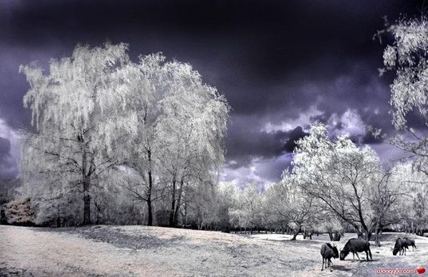 �j�۵M������
Miracle of Nature 