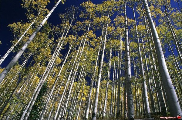�j�۵M������
Miracle of Nature 