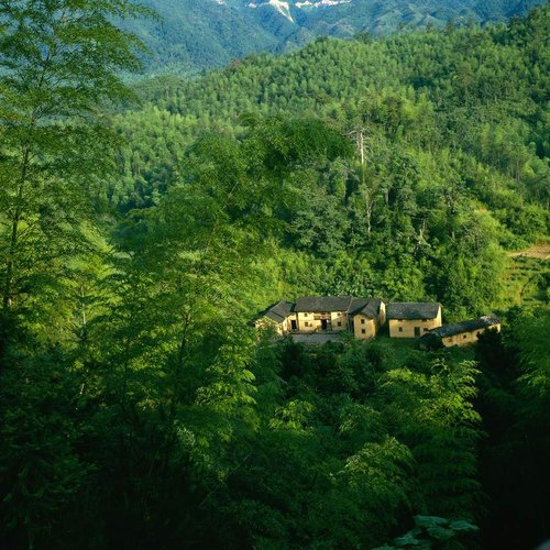  Bamboo forest in Mount Jiu Hua
 �E �� �s �� �L 