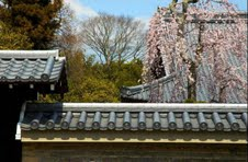 Scenery of Tokyo 
�饻�ʳ���������