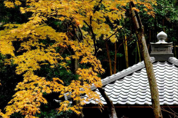 Scenery of Tokyo 
�饻�ʳ���������   