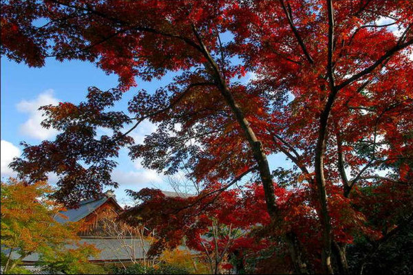 Scenery of Tokyo 
�饻�ʳ���������   