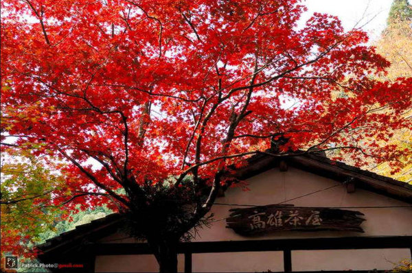 Scenery of Tokyo 
�饻�ʳ���������   