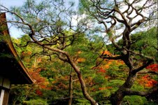 Scenery of Tokyo 
�饻�ʳ��������� 