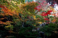 Scenery of Tokyo 
�饻�ʳ��������� 