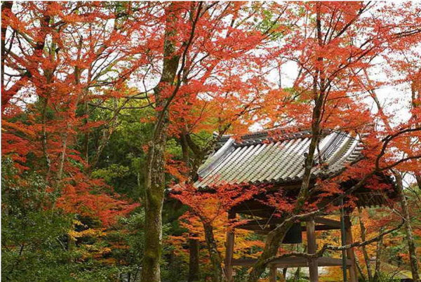 Scenery of Tokyo 
�饻�ʳ���������   