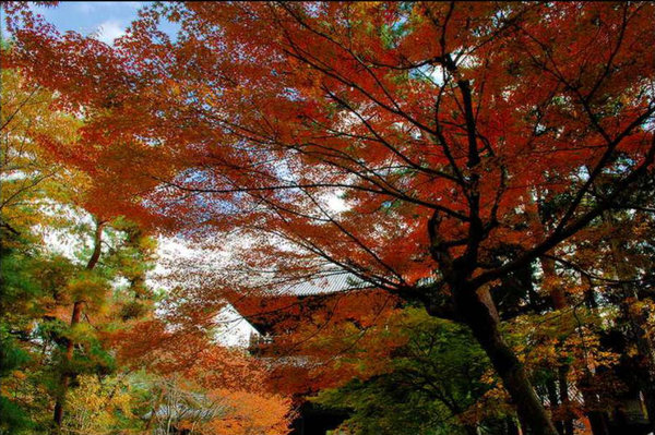 Scenery of Tokyo 
�饻�ʳ���������   