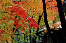 Scenery of Tokyo 
�饻�ʳ��������� 