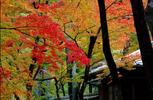 Scenery of Tokyo 
�饻�ʳ���������   